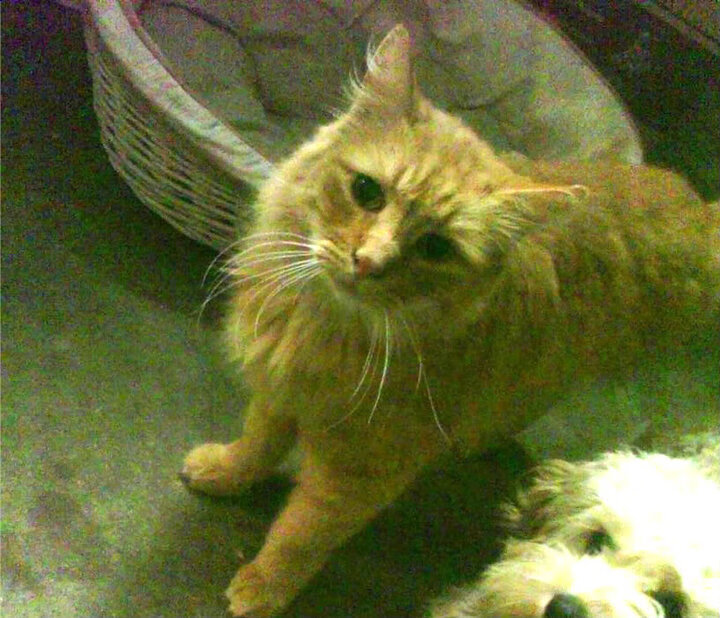 pg电子试玩网站-绿茵赛道，曼城中场上演F1式争冠制胜圈