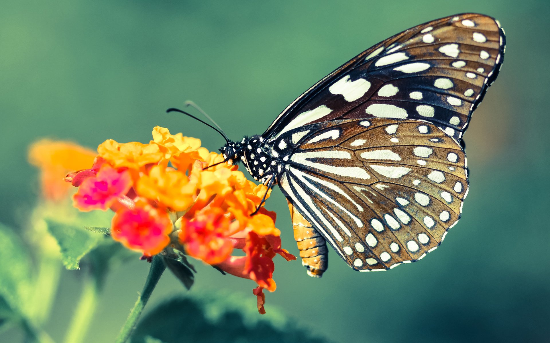 波兰狂胜乌克兰，伊萨克欧冠半决赛接管比赛，足球之夜的辉煌与激情