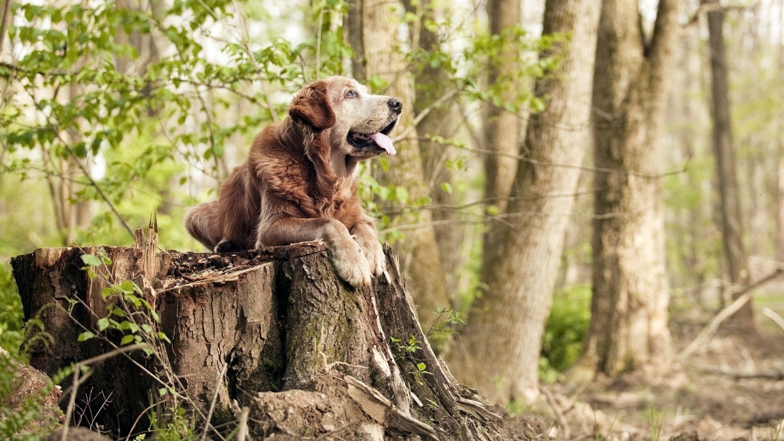 意甲焦点战之夜，布伦森巨星风采尽显