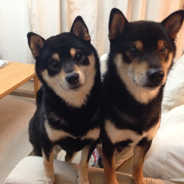 绝境行者，库里印第安纳首秀终结雷霆十二连胜