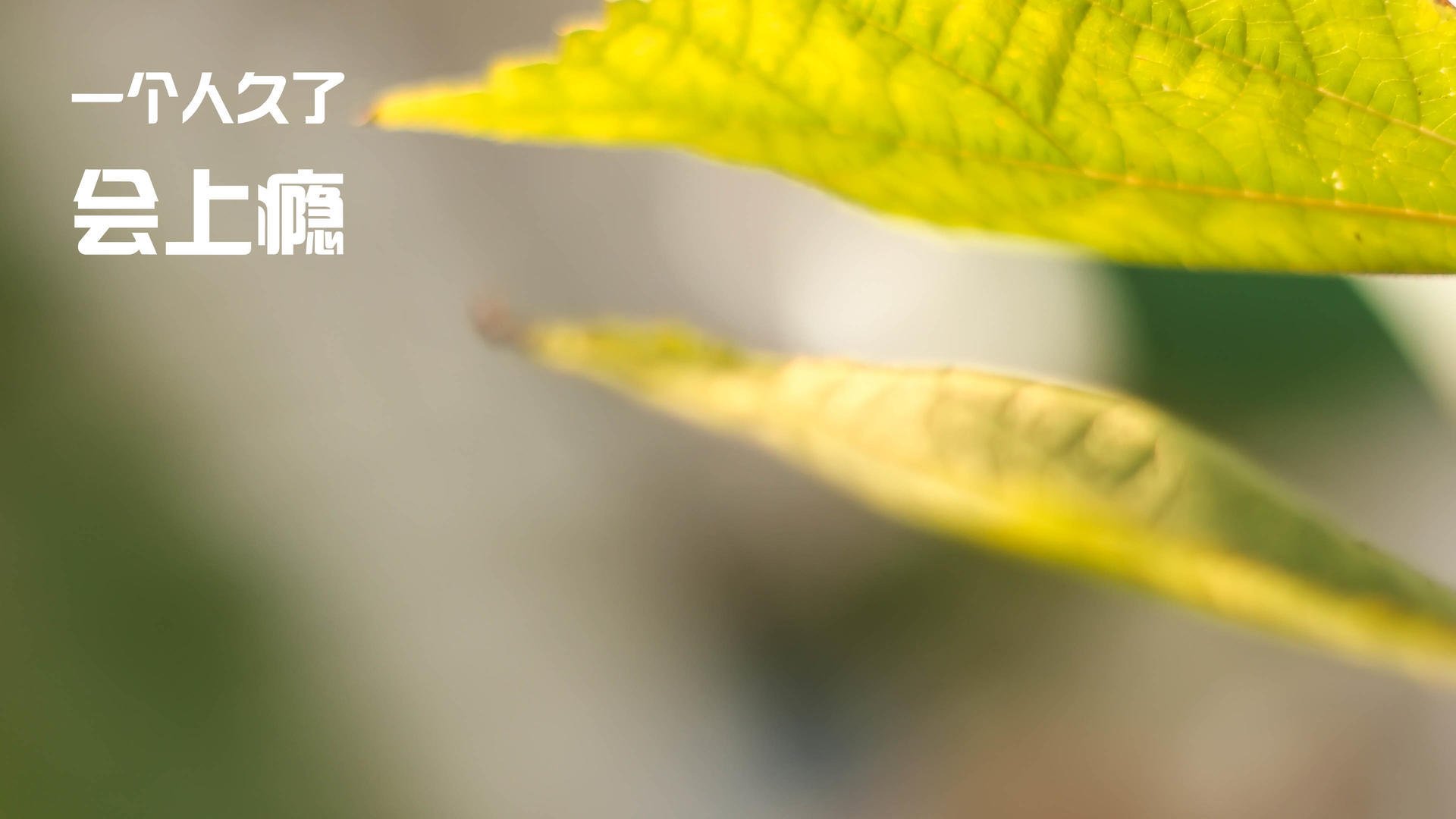 吉林队爆冷淘汰雷霆，范弗利特全程高能输出点燃胜利引擎