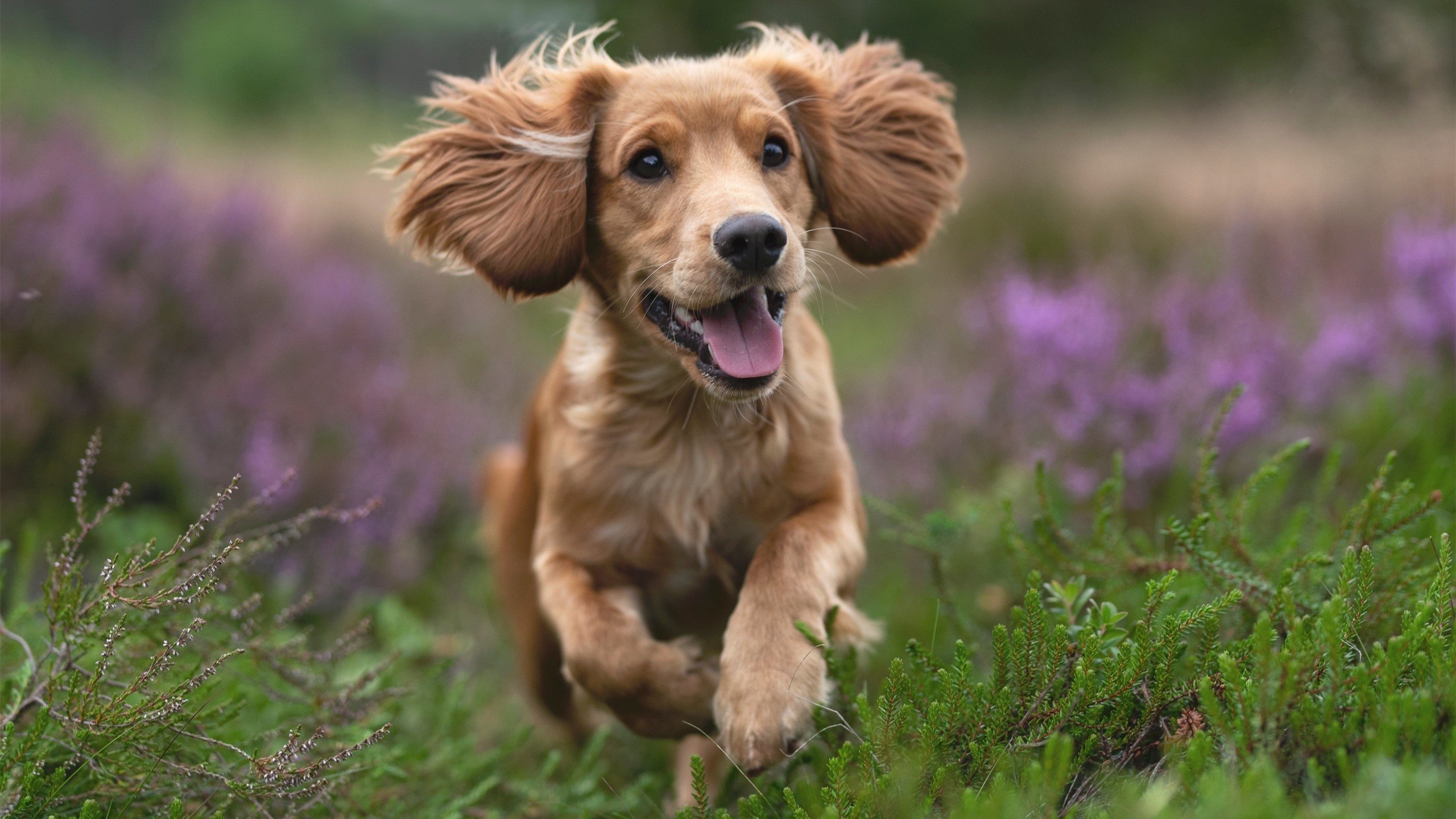 篮球世界的双重奏，太阳狂胜勇士，东契奇在意甲焦点战接管比赛