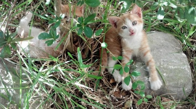 pg电子下载-切特冠军级表现！掘金全面压制正面击溃山西队
