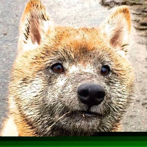 猛龙铁血团队篮球VS欧冠孤胆英雄，现代篮球的隔空对话