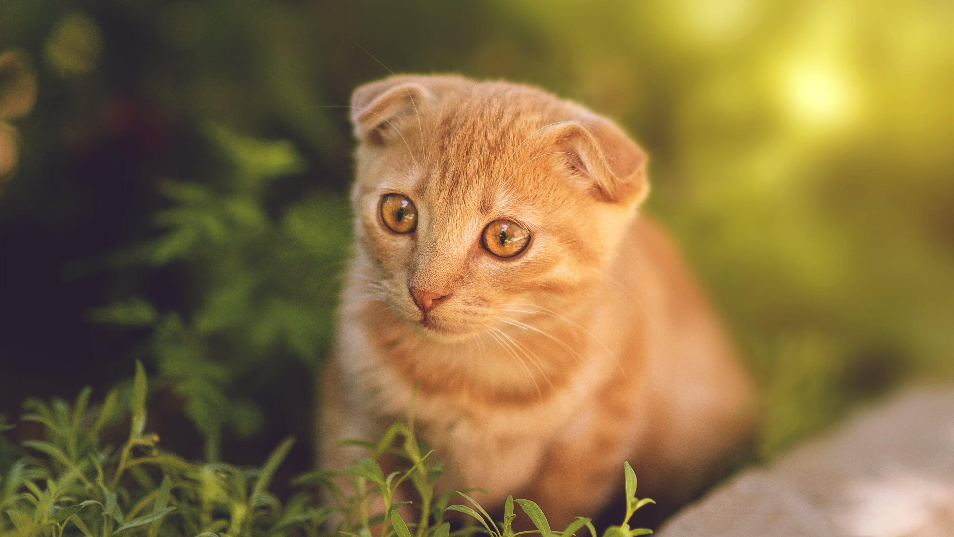 pg电子-剑指冠军之夜，卢卡库，以凡人肉身，行神明化身