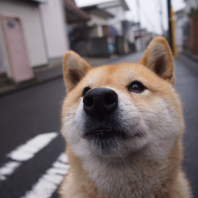 跨界制霸，当爵士铁血封喉紫金，范弗利特在马德里奏响交响