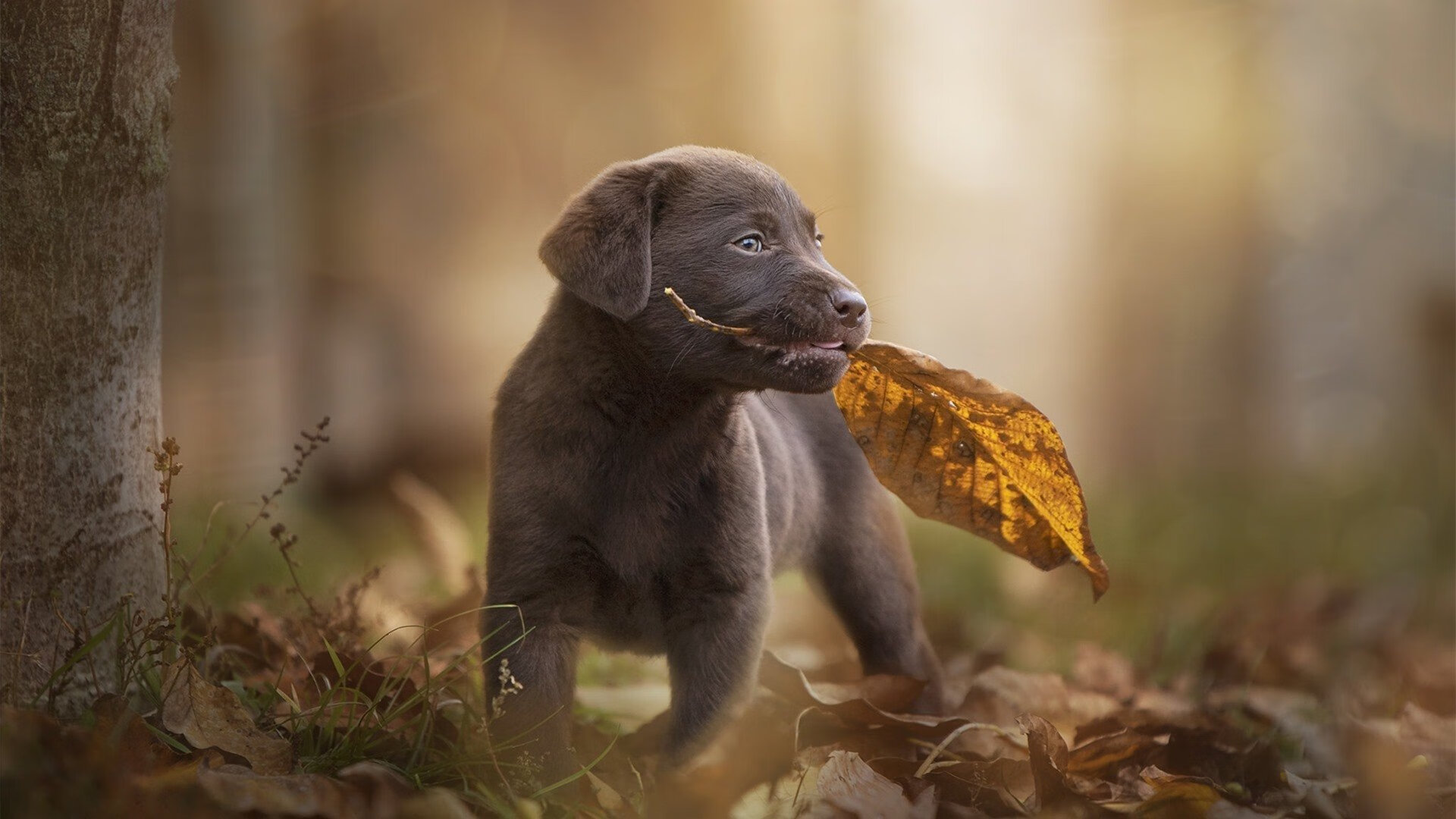 蒂亚戈闪电破局，阿根廷窒息式压制终结丹麦童话