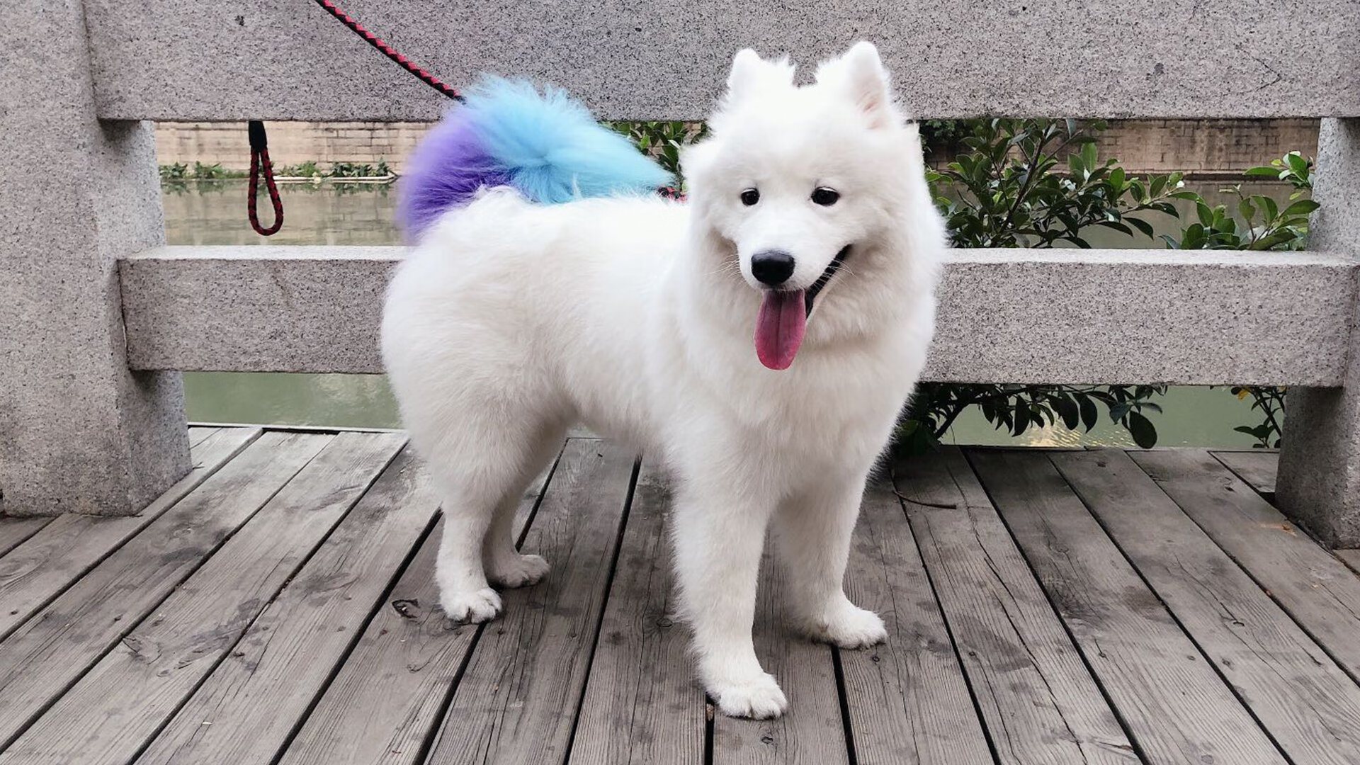 枫叶风暴席卷绿茵场,加维独造三球率加拿大击溃喀麦隆