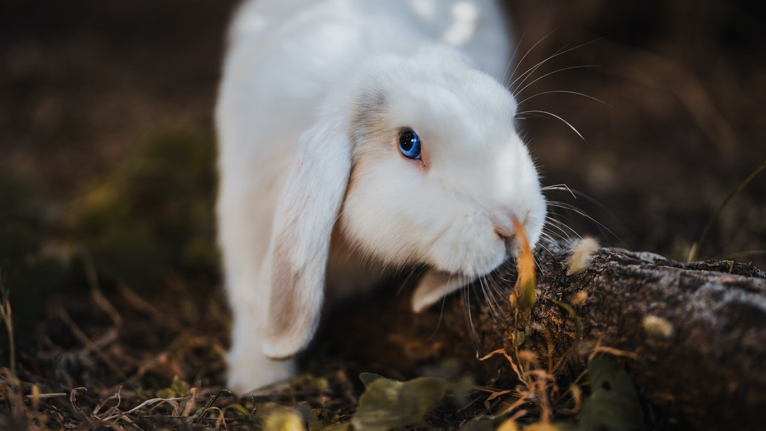 绿茵与硬木，国家德比的窒息缠斗，与字母哥统治下的暴力美学