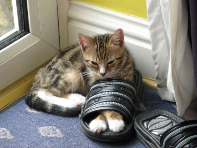 铁闸与交响乐,卡瓦哈尔制胜演出,奥地利正面击溃牙买加