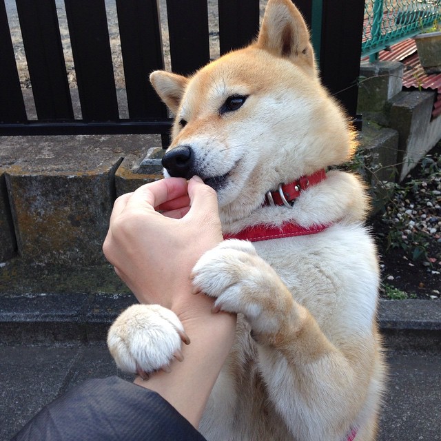 pg电子下载-上海奇兵米切尔，一记三分点燃世界篮球版图