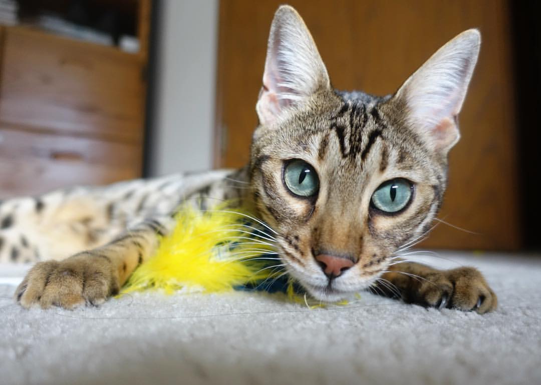 班凯罗利刃出鞘斩断铁壁，吉林猛虎噬碎活塞防线